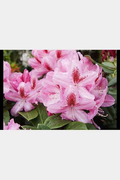 rhododendron furnivals daughter