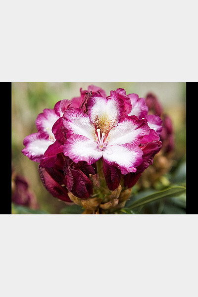 rhododendron midnight mystique