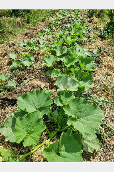 Stage de permaculture 