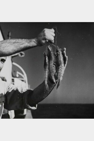 Crevettes, vers 1960. Anita Conti (1899-1997)