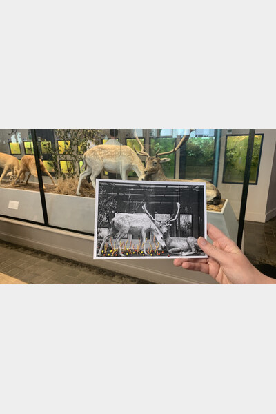 photo du musée d'histoire naturelle