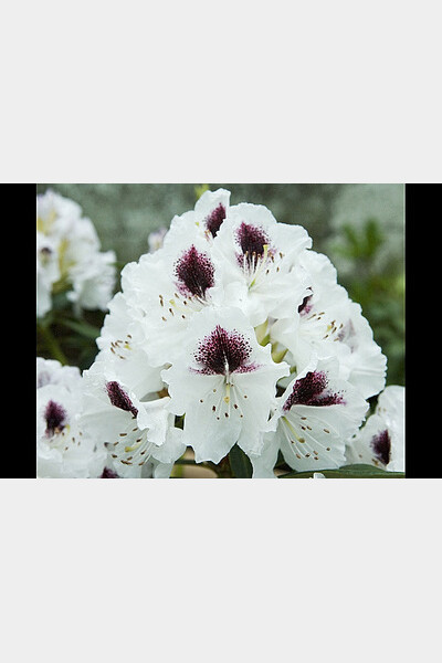 rhododendron sappho