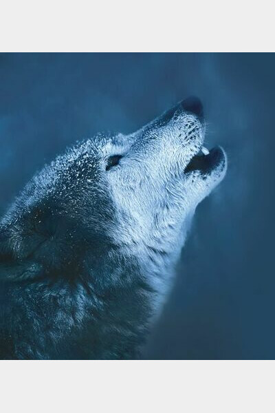 Loup gris